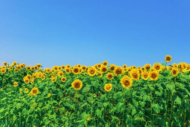 夏の交互浴のコツ